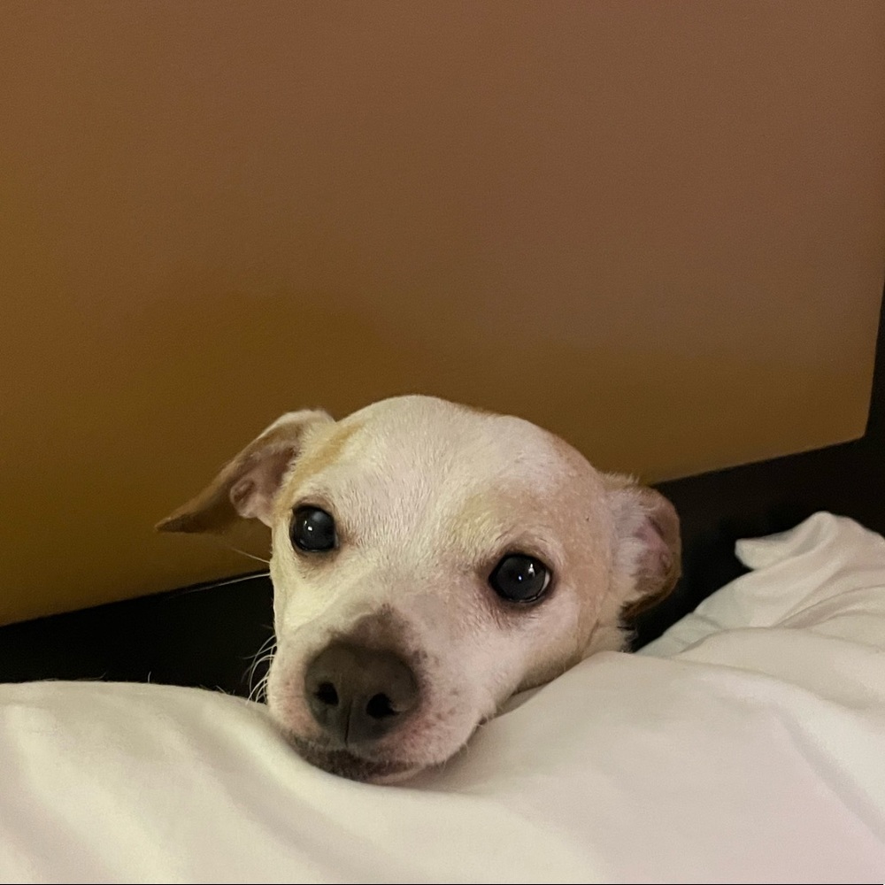 Meet your Posher, Patricia